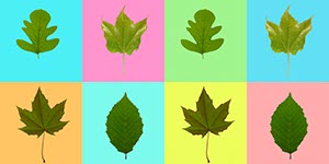 %_tempFileNameblaetter%20bunt%