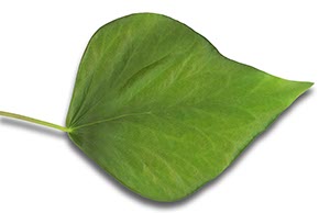 %_tempFileNameblatt%20hdb%