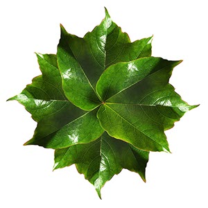 %_tempFileNameblattkreis%