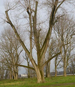 %_tempFileNameblattloser%20baum%