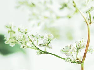 %_tempFileNameblueten%