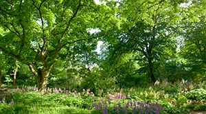 %_tempFileNameblumenwald%