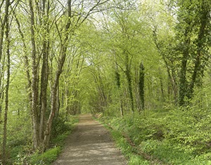 %_tempFileNamebuchenwald_001%