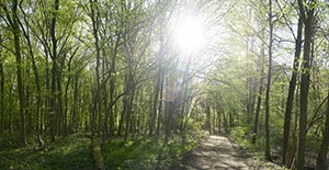 %_tempFileNamebuchenwald_5%