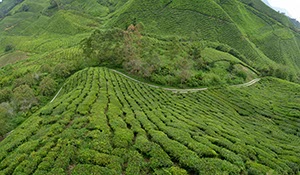 %_tempFileNamecameron_high_11%