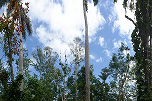 %_tempFileNamedschungel_01%