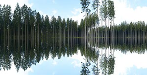 %_tempFileNamedunkler%20wald%20gespiegelt%