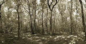 %_tempFileNameeifel%20wald%20001%20SW%