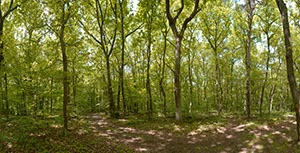 %_tempFileNameeifel%20wald%20001%