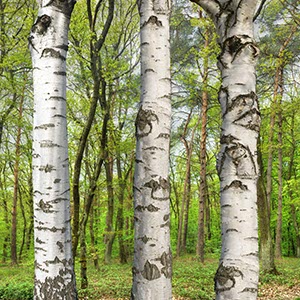 %_tempFileNameeifel%20wald%20birke%