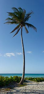 %_tempFileNameeinzelne_palme%