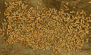 %_tempFileNameerdnuesse_V%