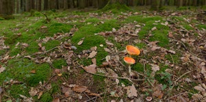 %_tempFileNamefliegenpilze2%