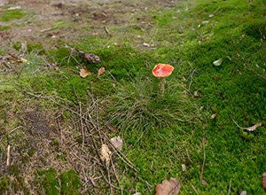 %_tempFileNamefliegenpilze3%