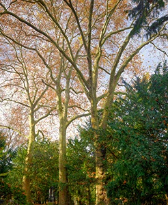 %_tempFileNamefriedhof_norm%