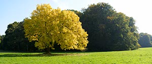 %_tempFileNamegelber%20baum%