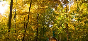 %_tempFileNamegelbes_laub_h3%