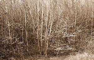 %_tempFileNamegestruep%20SEPIA%