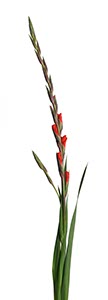 %_tempFileNamegladiole%2001%