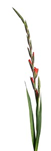 %_tempFileNamegladiole%2003%