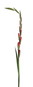 %_tempFileNamegladiole%2005%