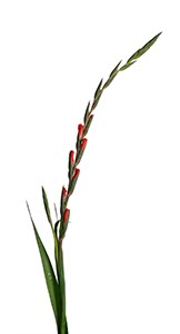 %_tempFileNamegladiole%2006%