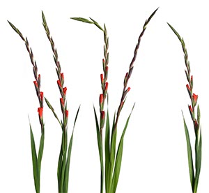 %_tempFileNamegladiolen%20weiss%