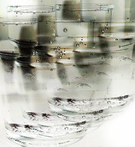 %_tempFileNameglasgeblubber%