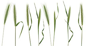 %_tempFileNamegrashalme%2002%