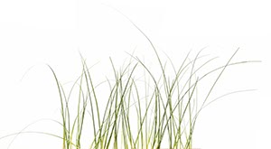 %_tempFileNamegrosse%20grashalme%20G%