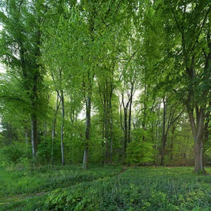 %_tempFileNamegruener%20buchenwald%