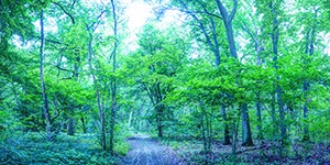 %_tempFileNameheller%20wald%20blau%20gruen%