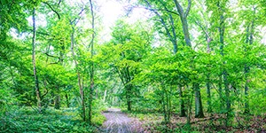 %_tempFileNameheller%20wald%20gelb%