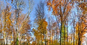 %_tempFileNameherbst_laub_wald%