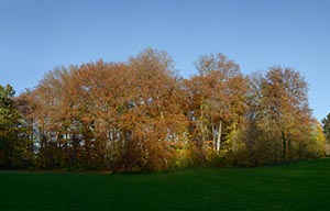 %_tempFileNameherbstlicher%20park%