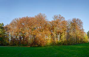 %_tempFileNameherbstlicher%20park_fused%