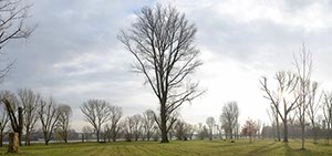 %_tempFileNameherbstliches%20rheinufer%