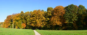 %_tempFileNameherbstliches_laub_2%