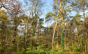 %_tempFileNameherbstwald_hoch_001%