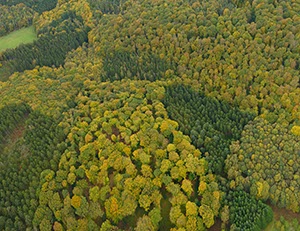 %_tempFileNameherbstwald_von_oben%