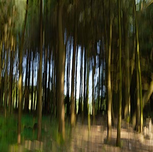 %_tempFileNamehilbringse%20wald%2013%