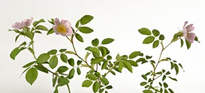 %_tempFileNamehundsrose%