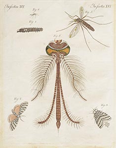 %_tempFileNameinsekten%20XVI%