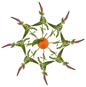 %_tempFileNamekaleido%20mandarin%