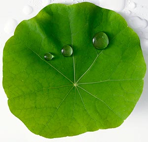 %_tempFileNamekapuzienerkresse%