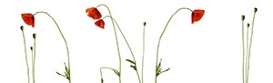 %_tempFileNameklatschmohn%207%