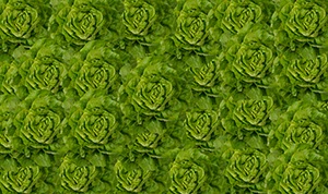 %_tempFileNamekopfsalat%