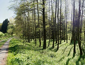 %_tempFileNamelichter%20Wald%