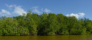 %_tempFileNamemangroven_CU%