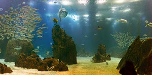 %_tempFileNamemondfisch_2%